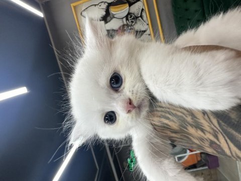 Kar beyazı british longhair yavrularım