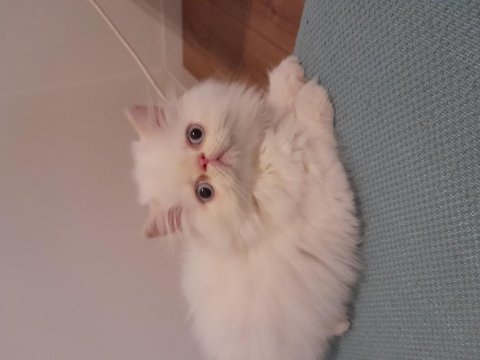 Exotik shorthair ve longhair