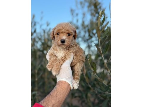 Toy poodle bebekler