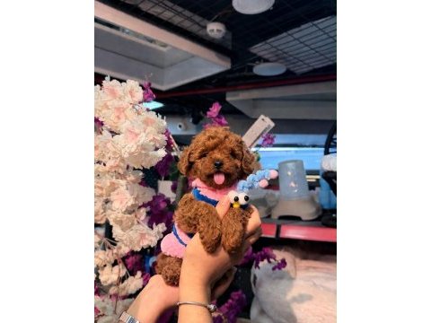 Toy poodle puppy