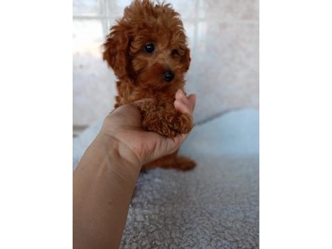 Erkek sağlıklı yavru poodle