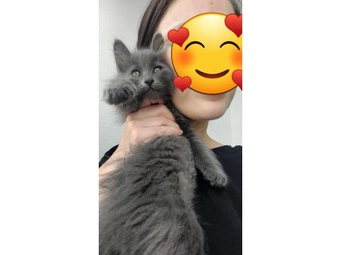 Sokaktan kurtulan 2 kardeş kediye acil yuva
