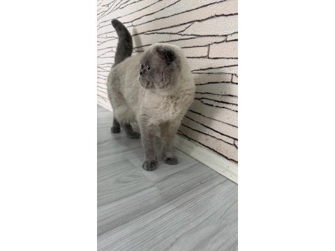Scottish fold kedisi