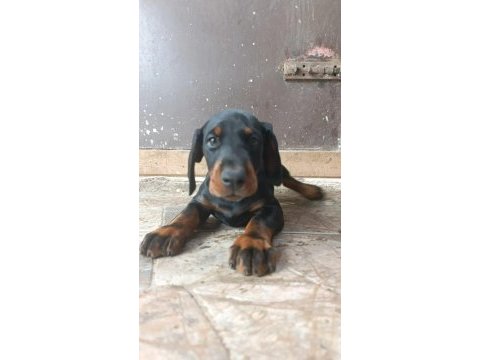 A scr üst düzey doberman yavruları