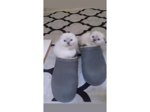 Scottish fold ve scottish straight erkek ile dişi