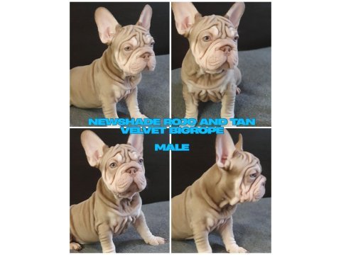 Türkiye de tek velvet bigrope french bulldog yavrular