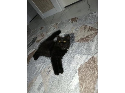 Orjinal british longhair sahiplendirilecektir
