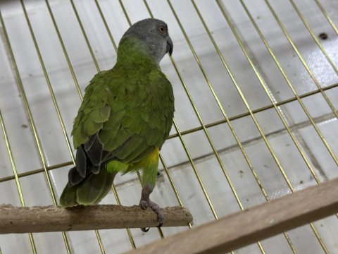 Yavru senegal papağanı