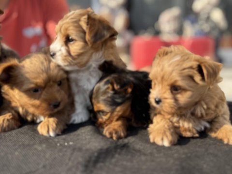 Ankaranın en seçkin tea cup morkie yavruları