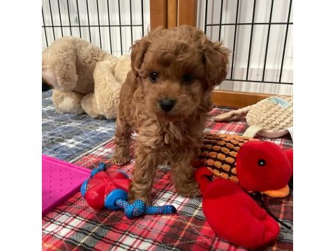 Aile ortamından toy poodle yavrusu