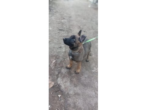 Malinois yavruları