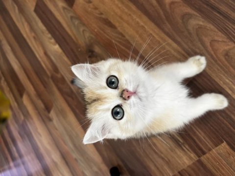 Golden british shorthair yavrular