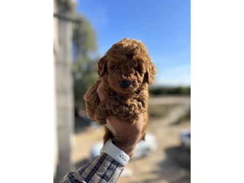 Teacup boy red brown poodle köpekler