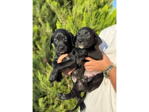 Cane corso bebekler