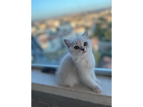 Blue point british kedimiz