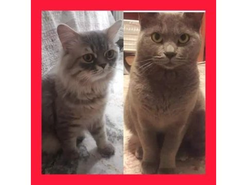 Russian blue yavruları