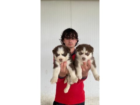 A kalite mavi gözlü husky yavrularımız