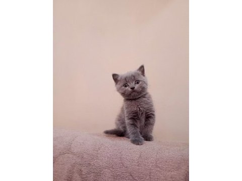 Anne british longhair baba british shorthair