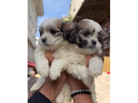 Orjinal ötesi morkie bebekler