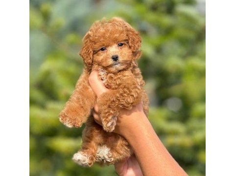 Saf kan kore poodle