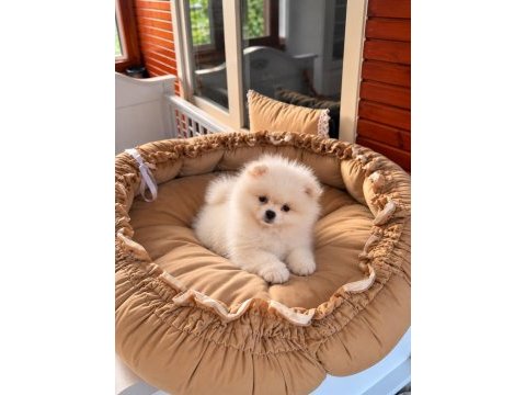 Pomeranian teddy face 