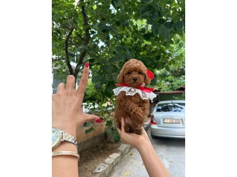 Veteriner teknikerden kore kanı taşıyan poodle kurabiyeler