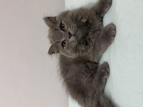Scottish fold tuy yumagi bebegimize yuva
