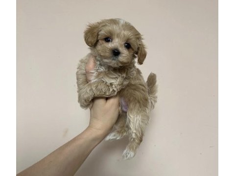 Kilo boy garantili maltipoo yavrular