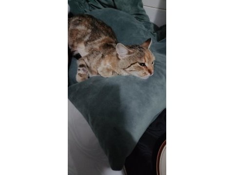 Temas bağımlısı kedimiz ismi çiçek.