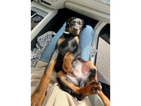 Kalite ve heybetin birlieştiği tek cins doberman