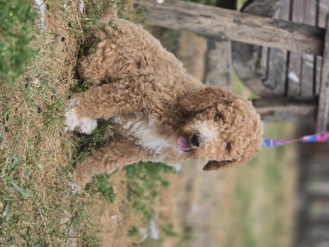 Goldendoodle yavrularımız