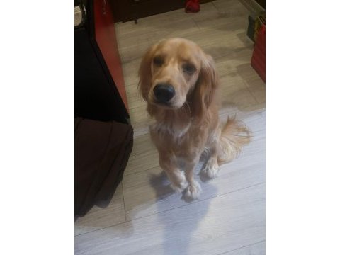 Eğitimli arkadaş canlısı american cocker