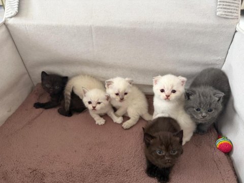 6 yavru kedimiz için ulaşın