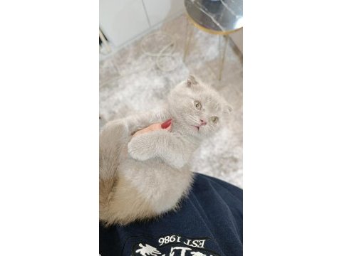 Scottish fold yavru kedimiz