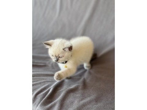 Scottish fold blue point