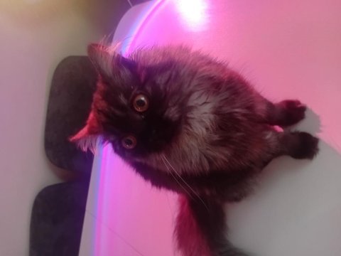 British longhair 5 aylık yavrumuz