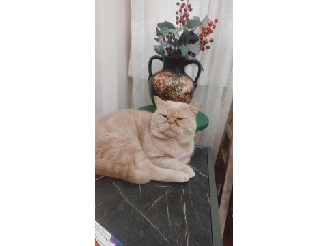 Kedimize acil yuva aranıyor bulunmazsa yuvaya verilecek