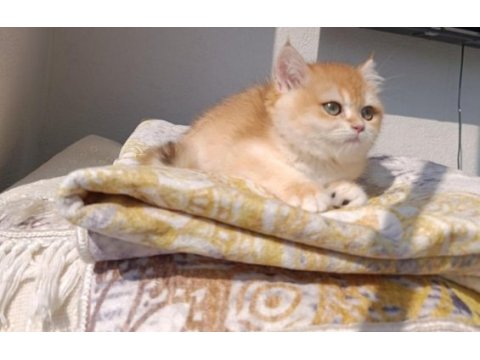 Çok güzel safkan golden british shorthair kızımız
