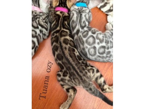 Healthy bengal kittens – wcf papers ıncluded