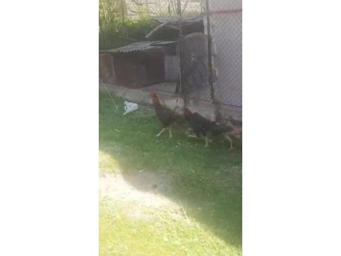 4+2 hint tavuğu isteyene gider