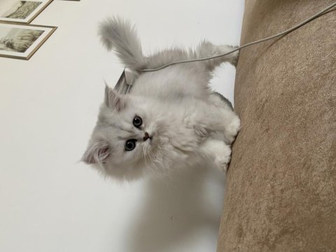 British longhair dişi kedimiz