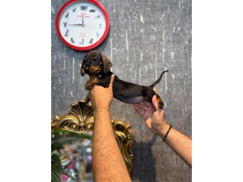 Irk ve sağlık garantili dachshund (sosis) yavrularımız