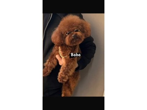Yok böyle bir poodle