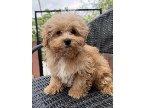 Mini maltipoo