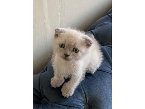 Scottish fold yavrularımız