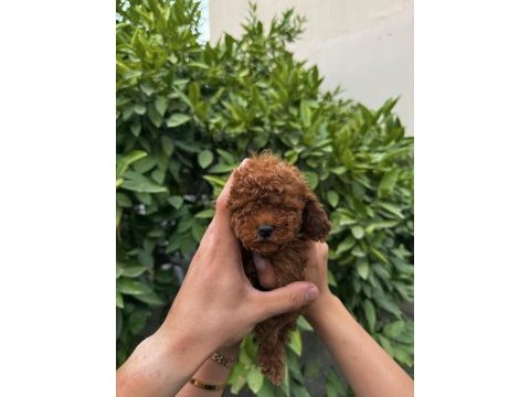 Saf kan yüksek kalite toy poodle yavrularımız