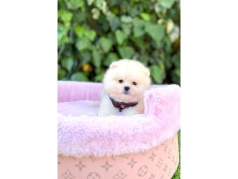 Orjinal pomeranian boo