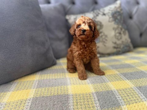 Tüy dökmeyen hipoalerjenik toy poodle