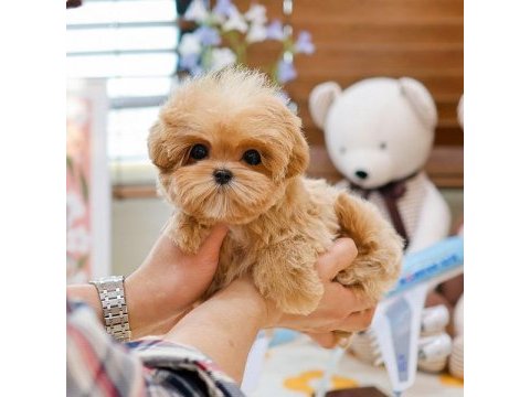 Seker kivaminda cok ozel toy poodle bebeklerimiz