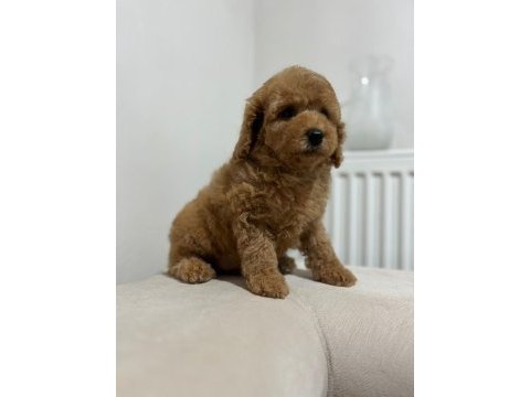 Yüksek kalite maltipoo dişi yavru
